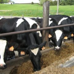 cattle-13384_960_720